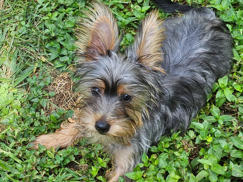 Brawley's Beautiful Babies photo 1