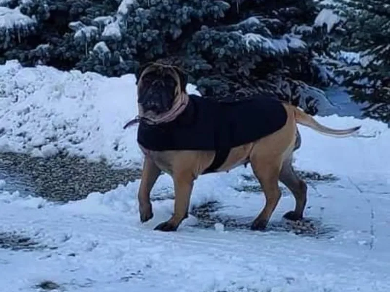 Braysons Bullmastiffs photo 1