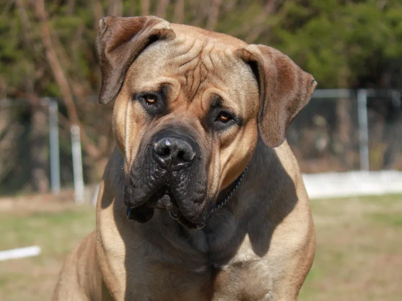 Brazen Boerboels