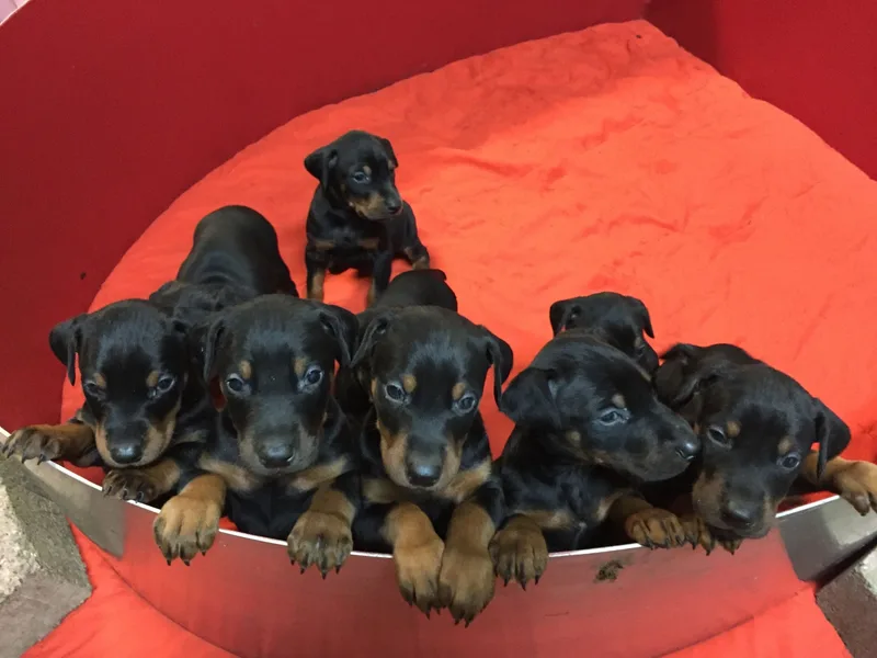 Brazen Dobermans LLC