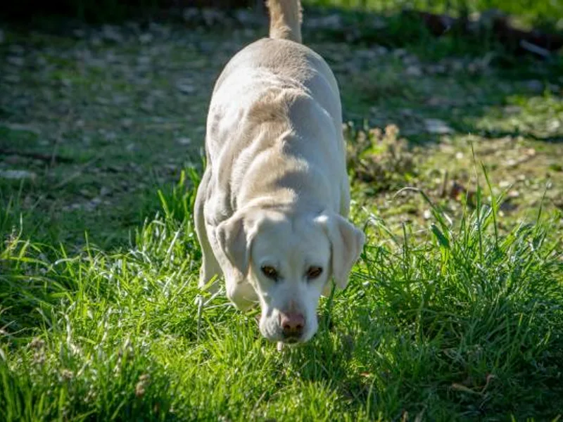 Brazil’s Elite Labradors