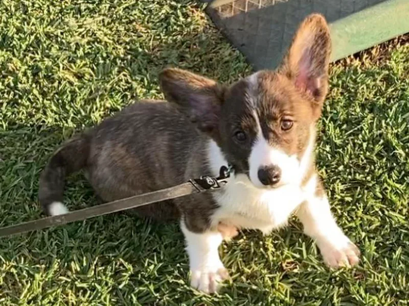 Brazos Corgis photo 1
