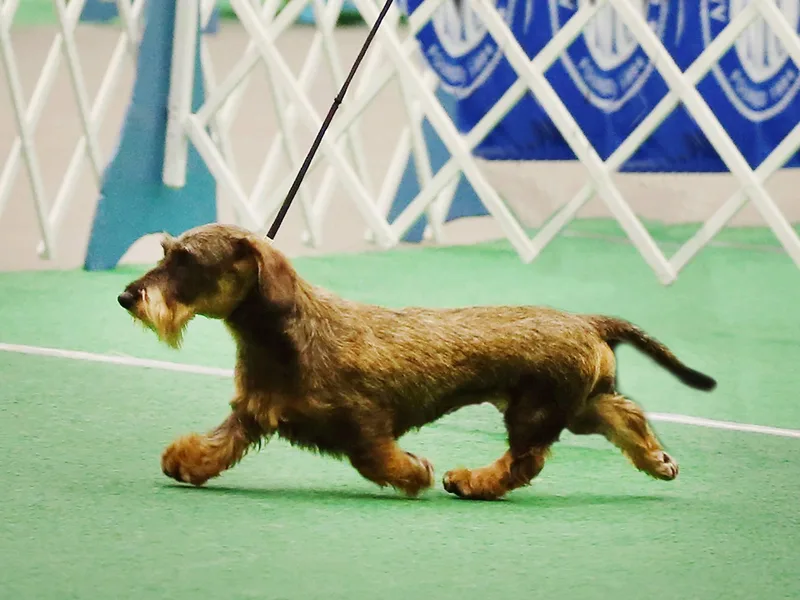 Brazos Ski Kennels photo 1