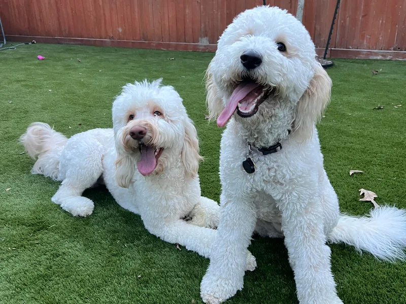 Brazos Valley Goldendoodles