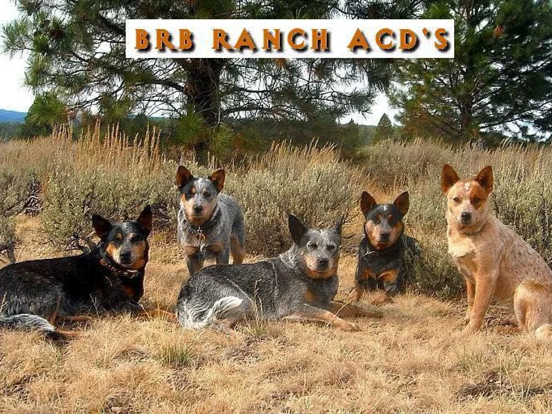 BRB Ranch ACDs
