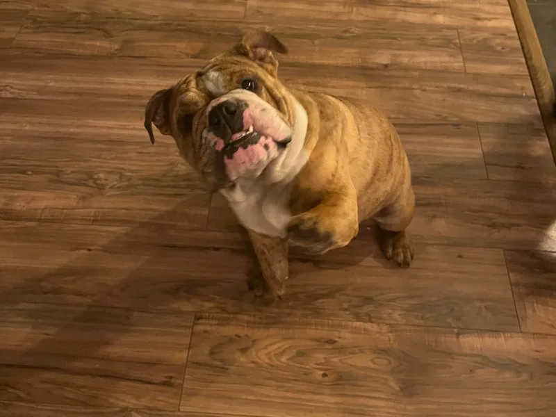 Bre's Bulldogs