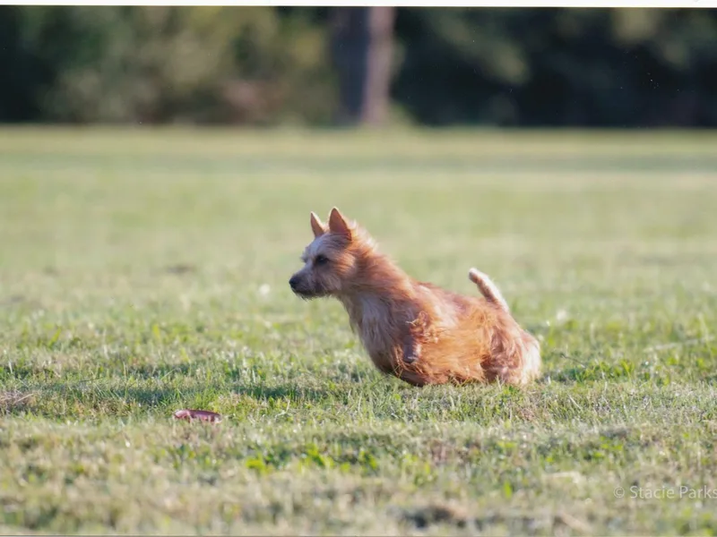 Breakaway Australian Terriers photo 1