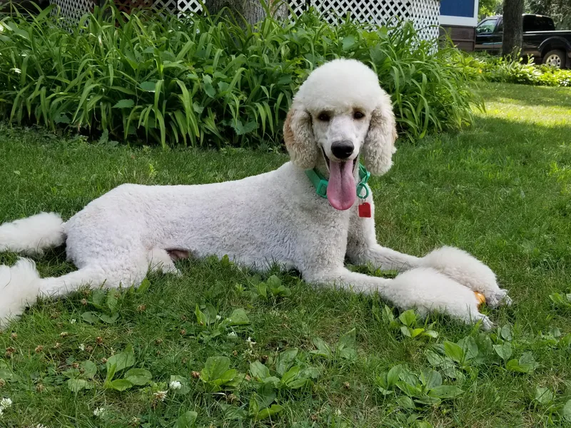 Breakaway Standard Poodles