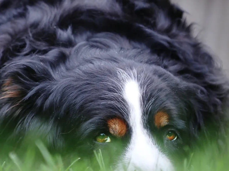 Breaking Trail Berners