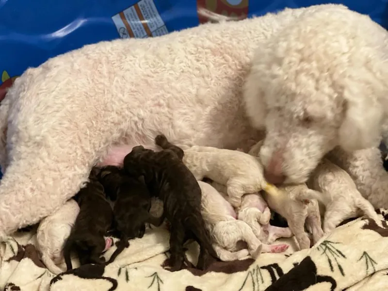 Breanna Martin's Sheepadoodles