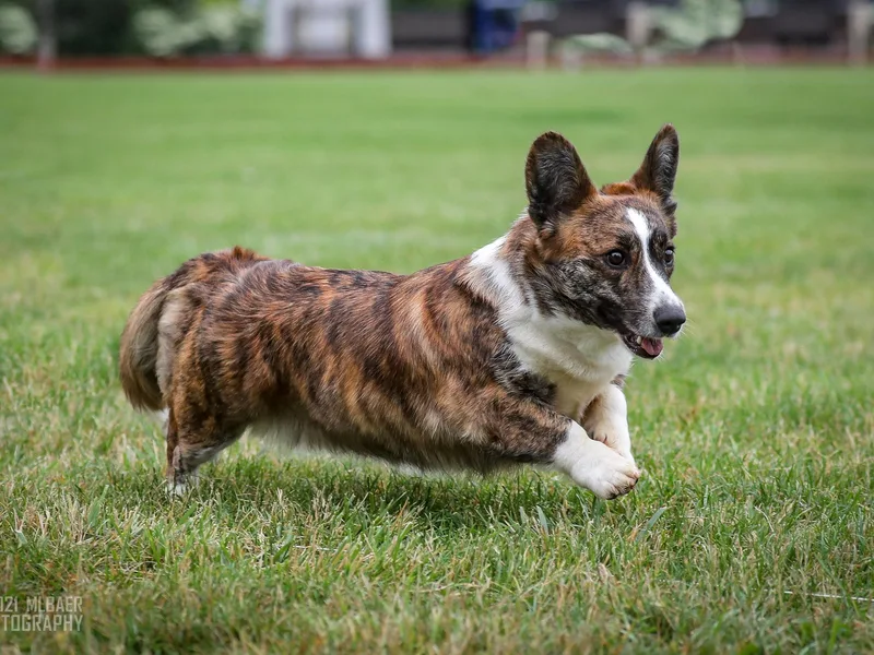 Brechdan Cardigan Welsh Corgis