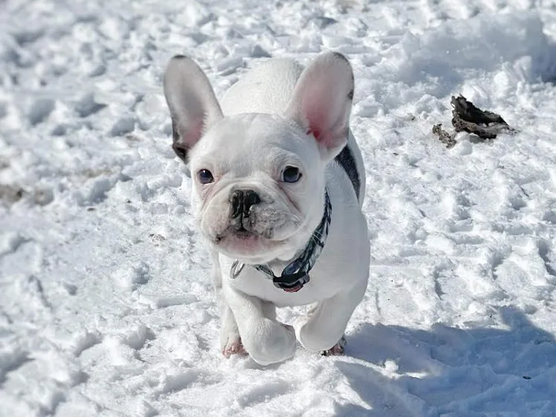 Bree’s Bostons &amp; Buddies