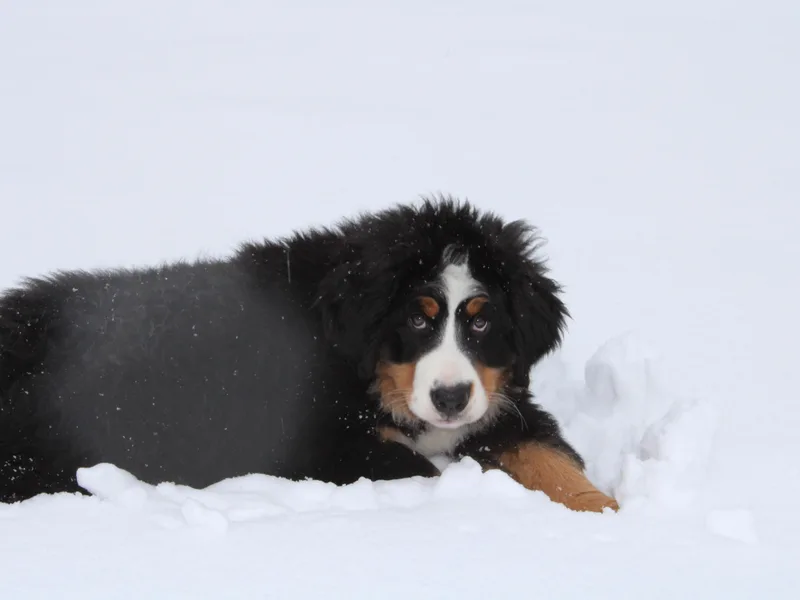 BREED Bernese Acres