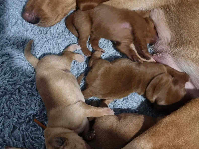 breeder photo 1