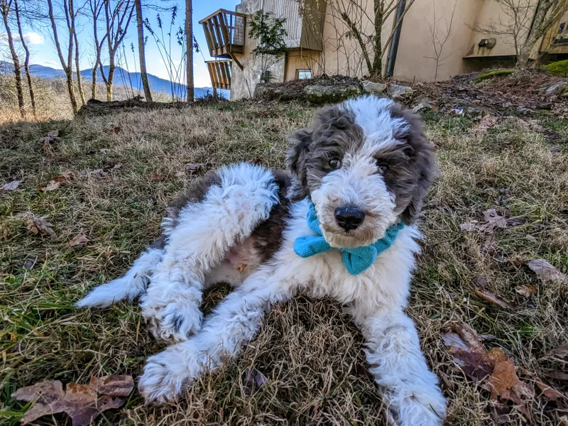 Breedlove Mtn Doodles