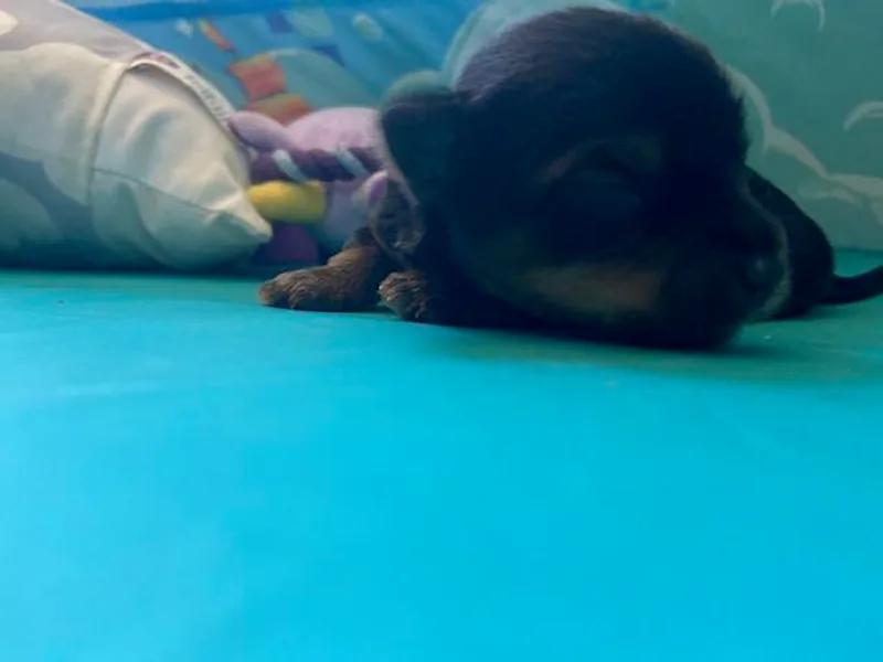 Breeona's Yorkshire Terriers