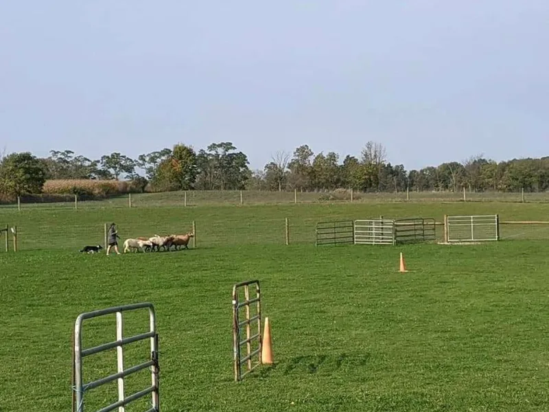 Breese Border Collies