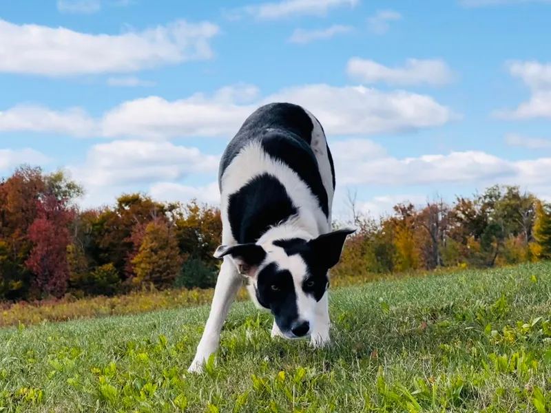 Breezy Acres Stock &amp; Sporting Dogs