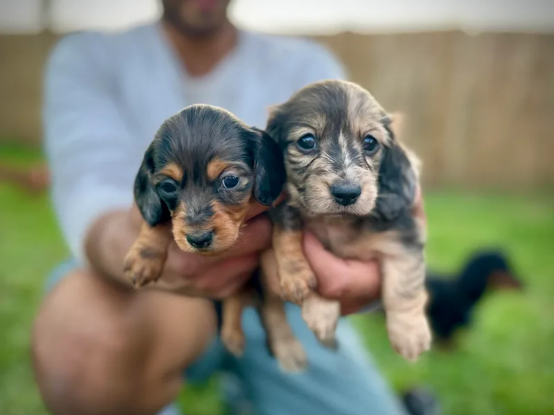 Breezy Florida Dachshunds
