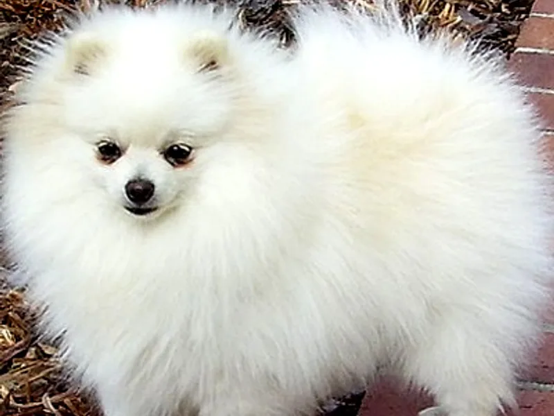 Breezy Hill Poms photo 1