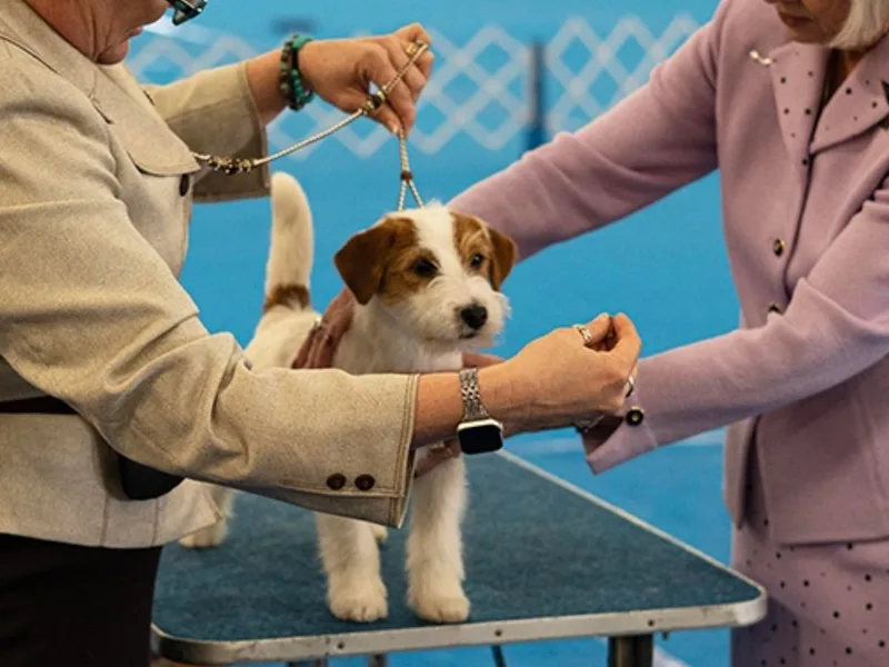 Breezy Meadows Russell Terriers