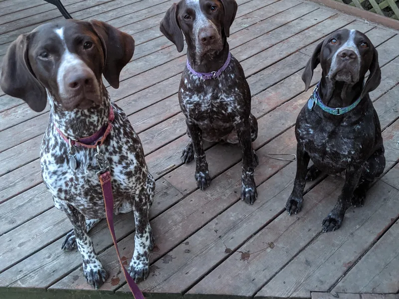 Breezy Valley German Shorthaired Pointers