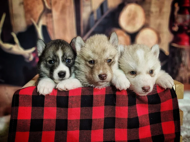 Breezy Valley Siberians