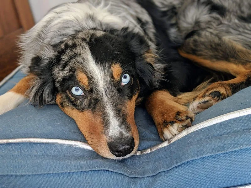 Breezy Woods Aussies