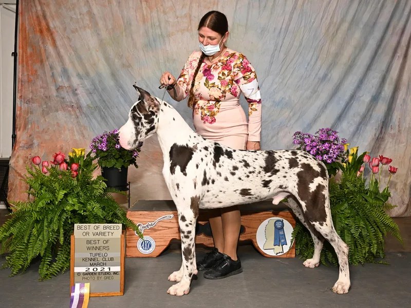 Breken Great Danes
