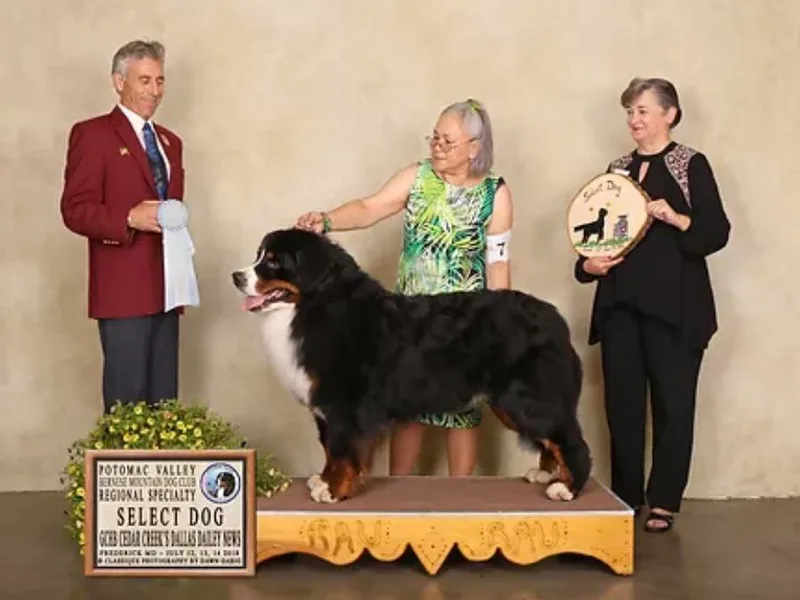 Brenda Bernard's Bernese Mountain Dogs