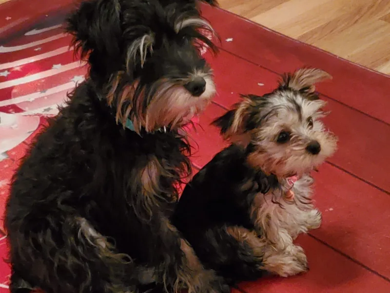 Brenda Bone's Yorkshire Terriers