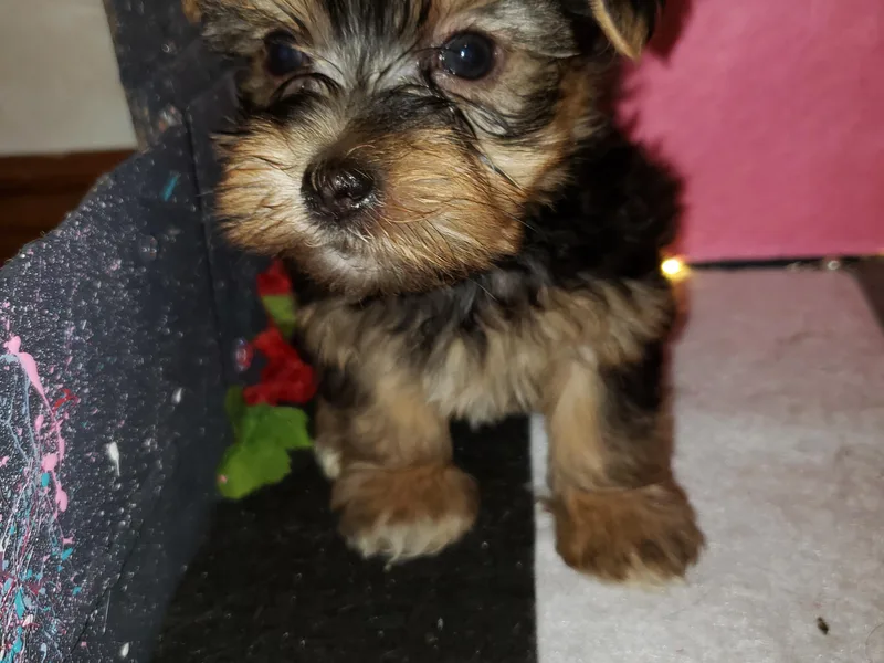 Brenda Depweg's Yorkshire Terriers