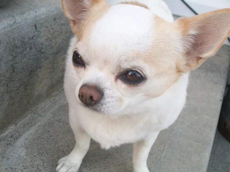 Brenda Iverson's Chihuahuas