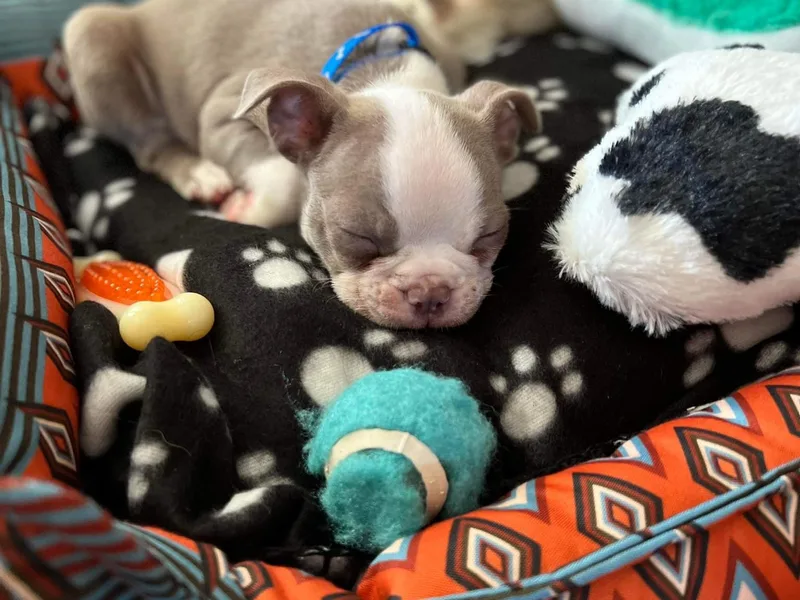 Brenda's Boston Babies