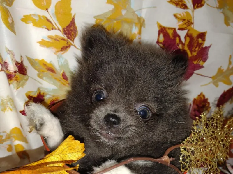 Brenda's Pomeranians