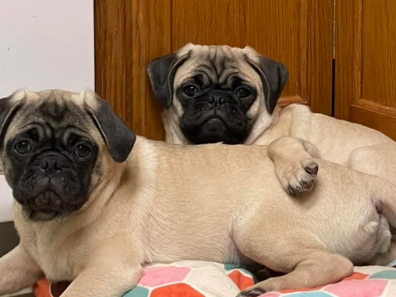 Brenda's Precious Pugs
