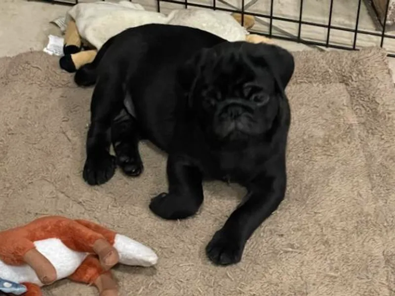Brenda's Pugs