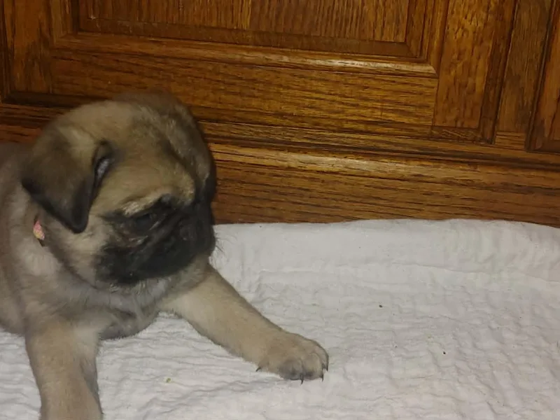Brenda's Pugs