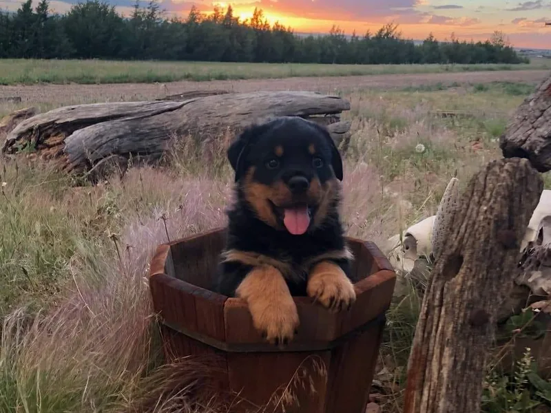 Brenda's Rottweilers