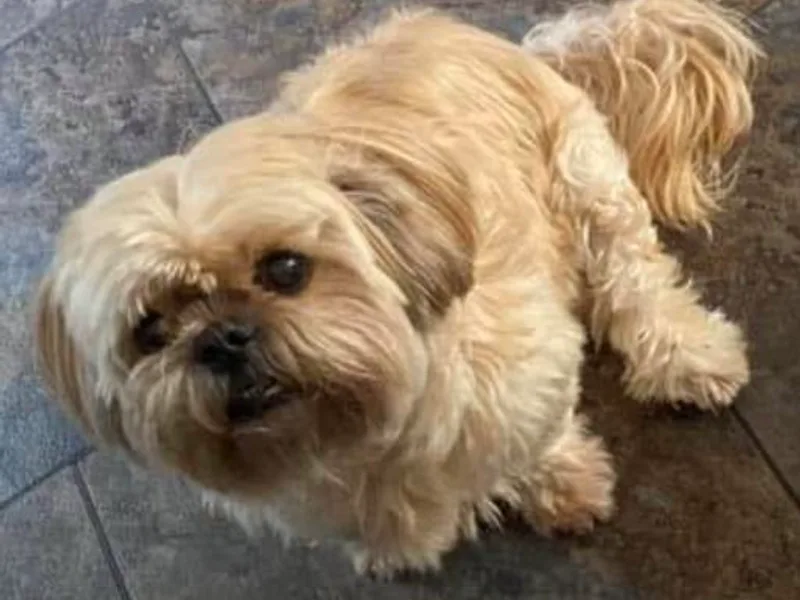 Brenda's Shih Tzus
