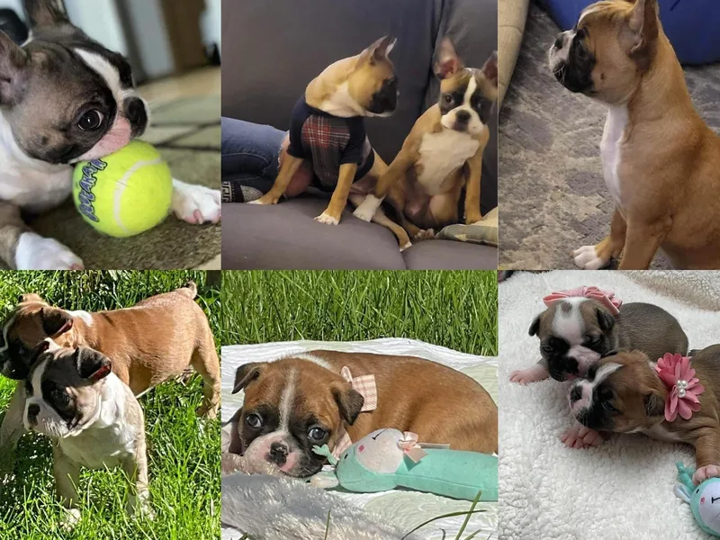 Brenda Wilber’s Bostons