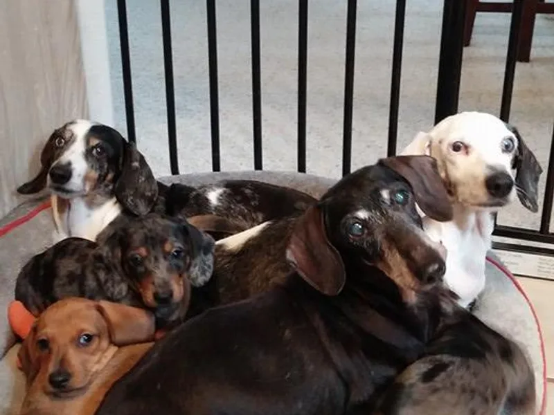 Brenda Zook's Dachshunds