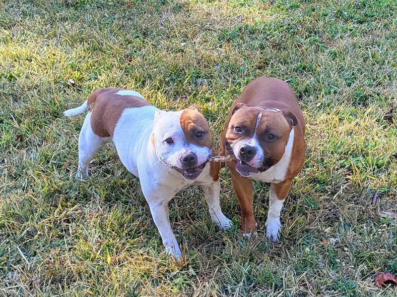 Brendale Staffies