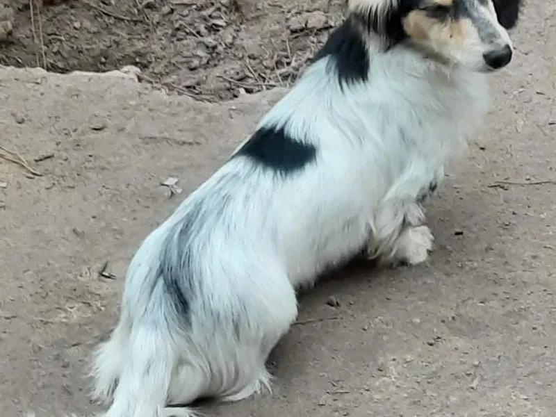 Brenlyn Kennels photo 1