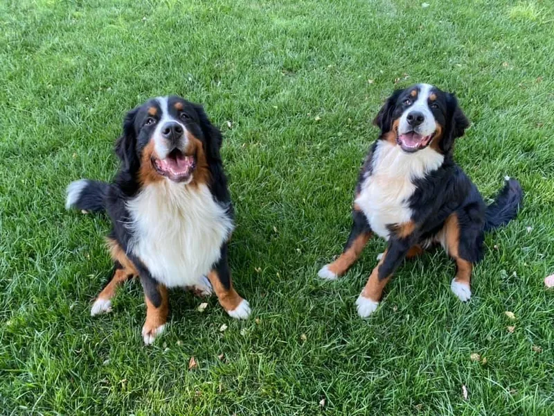 Brentwood Berners