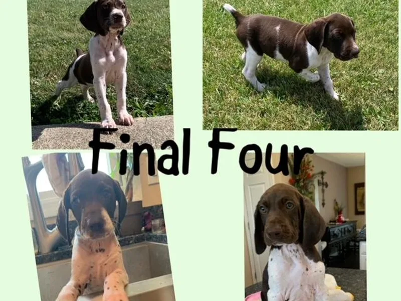 Breslin German Shorthaired Pointers