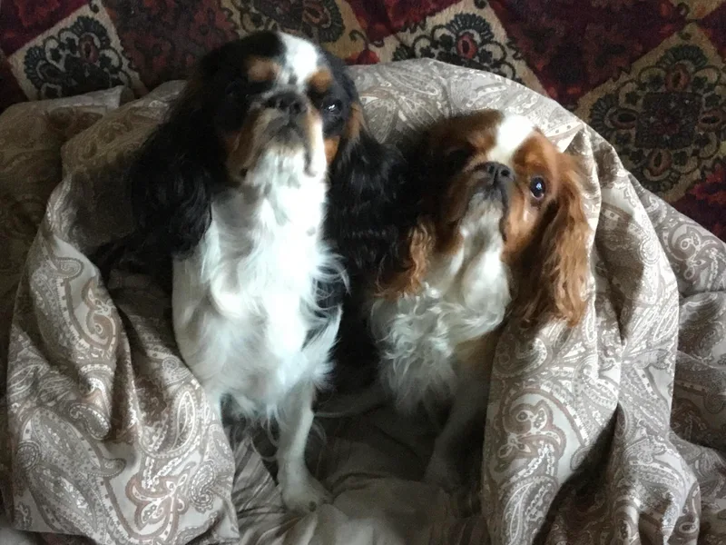 Breston's English Toys photo 1