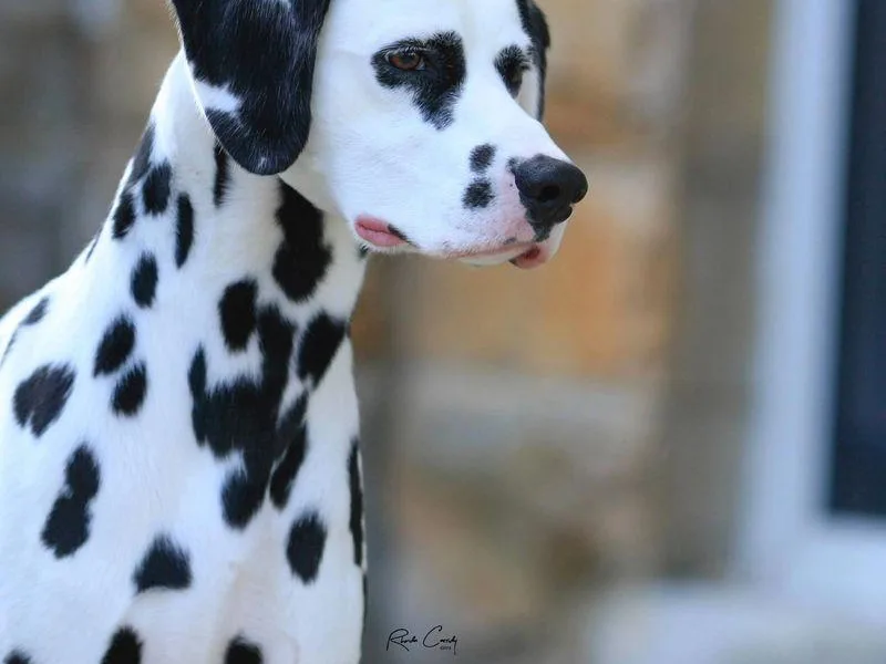 Bret D Dalmatians