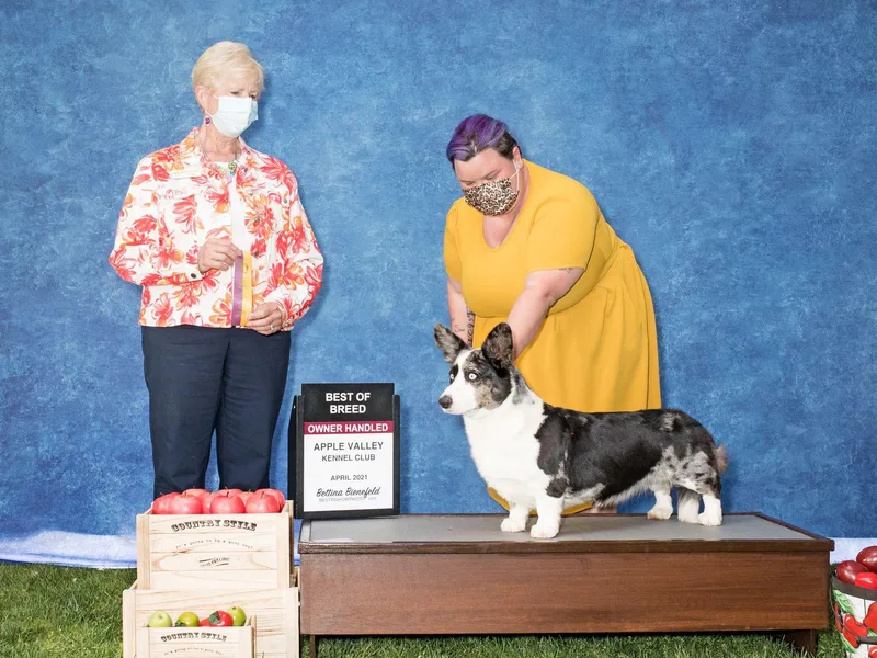 Breuddwyd Cardigan Welsh Corgis