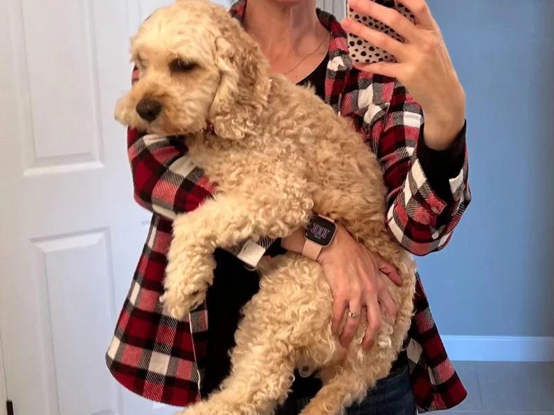 Brevard County Cockapoos